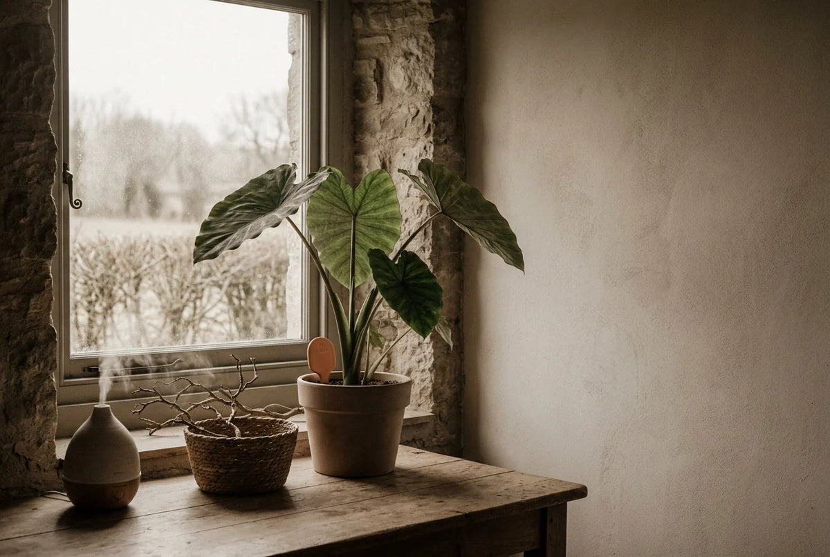 Professional header image for educational tutorial: Growing Colocasia Indoors in the UK: Light, Humidity and ...
