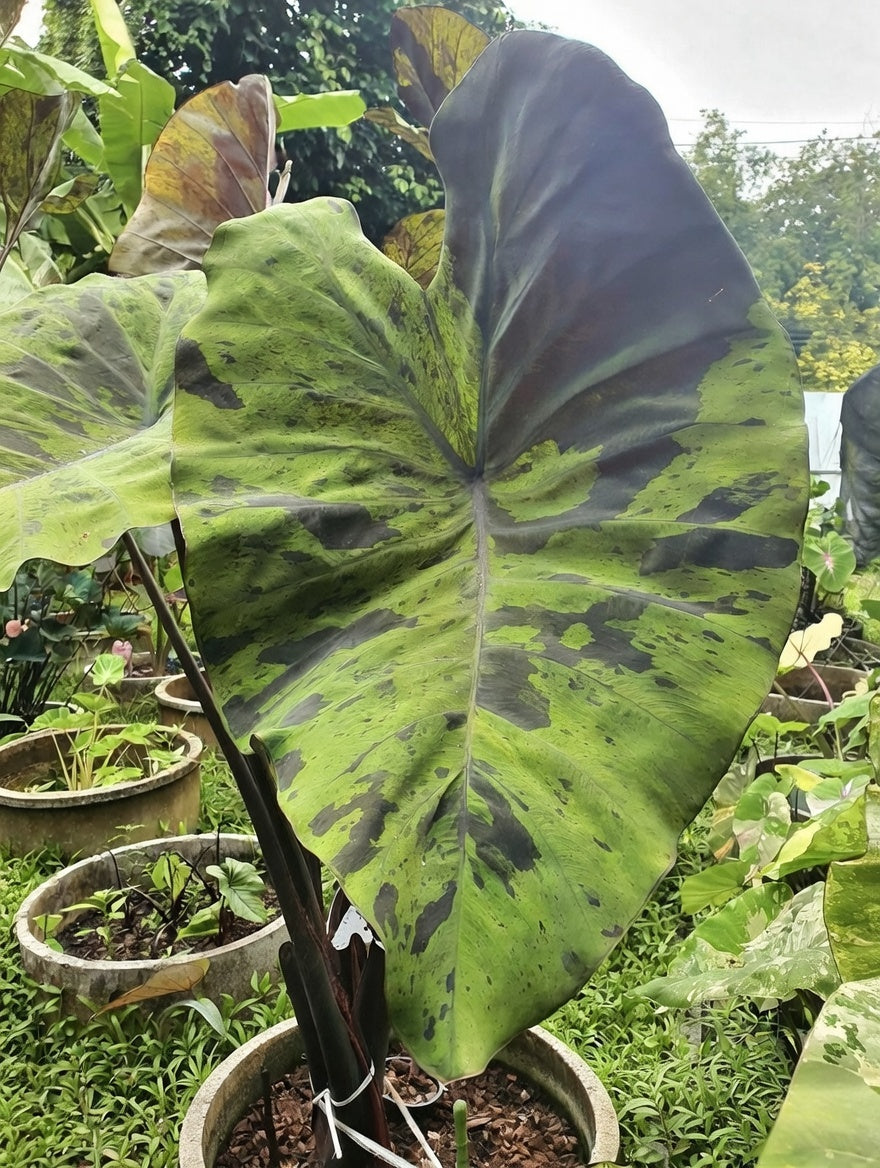 Colocasia ‘Black Nape’ foliage detail