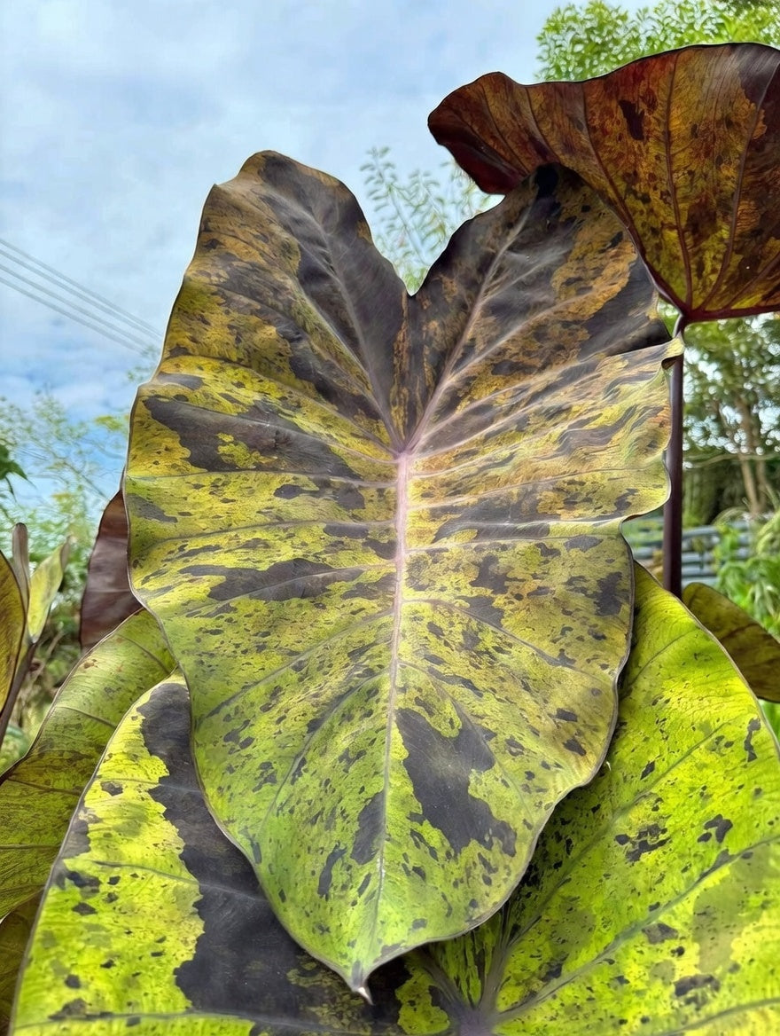 Close-up of a Colocasia ‘Black Nape’ leaf