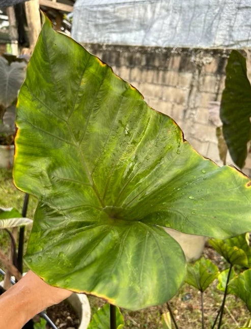 Close-up of Colocasia Coffee Cups leaf with light green foliage and subtle veining