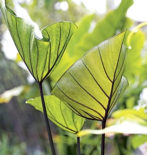 Backlit Colocasia Coffee Cups leaves showing translucent green foliage and dark veining