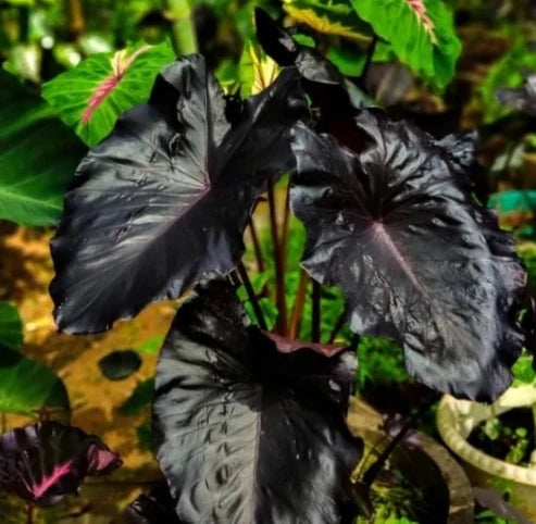 Colocasia Electric Blue with broad dark blue-green leaves and contrasting veins
