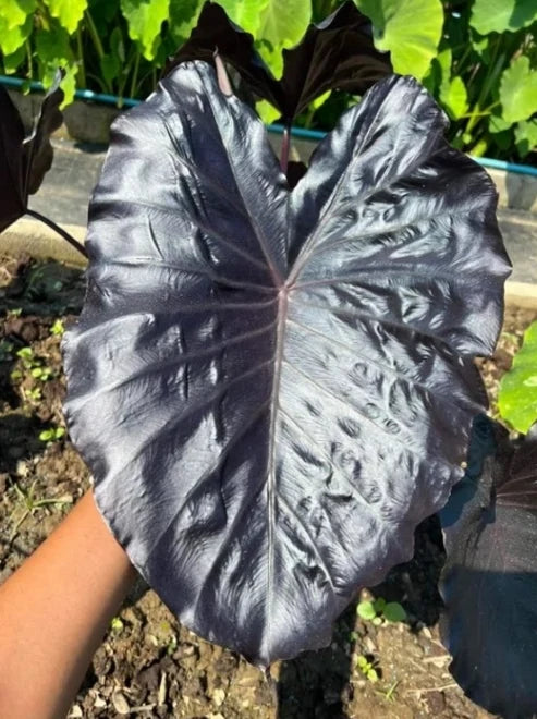 Close-up of Colocasia Electric Blue leaf showing metallic blue-green foliage and veining