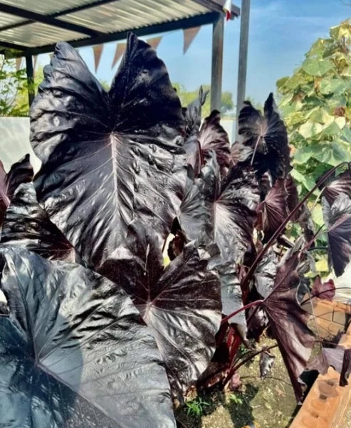 Mature Colocasia Electric Blue with large dark leaves and upright tropical growth