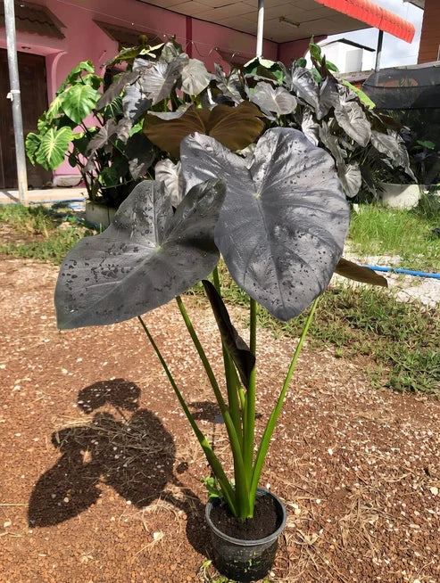 Potted Colocasia Emerald Bones with dark sculpted leaves and upright stems