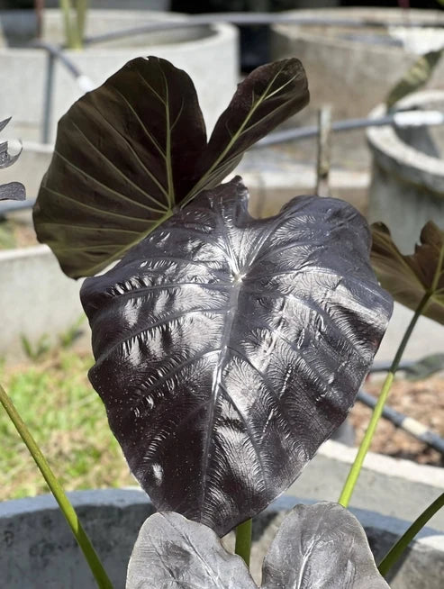 Close-up of Colocasia Emerald Bones leaf showing dark foliage and pronounced venation
