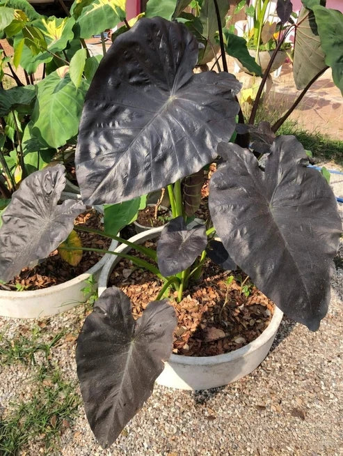 Mature Colocasia Emerald Bones with broad dark leaves and strong architectural growth