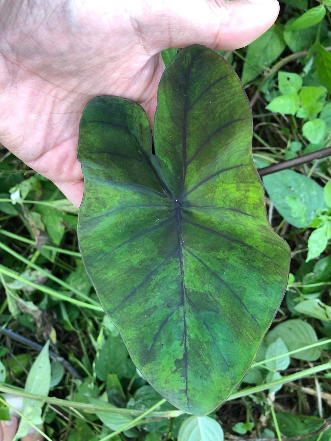 Colocasia ‘Emerald Mist’ foliage detail