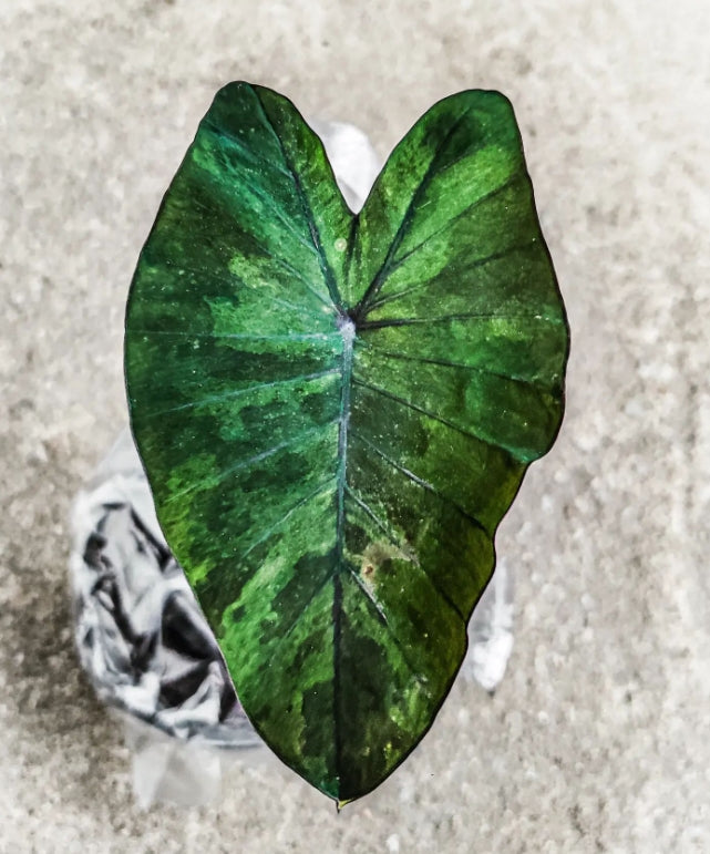 Mature Colocasia ‘Emerald Mist’ leaf showing green mottled foliage