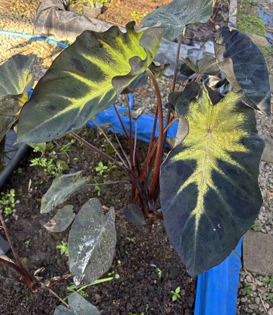 Mature Colocasia ‘Moji Lava’ showing variegated foliage