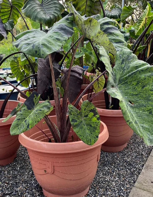 Potted Colocasia Mojito with mottled green leaves and dark stems