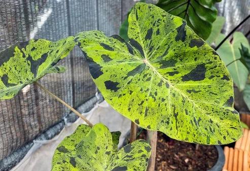 Colocasia Mojito leaf with bright green foliage and irregular dark purple mottling