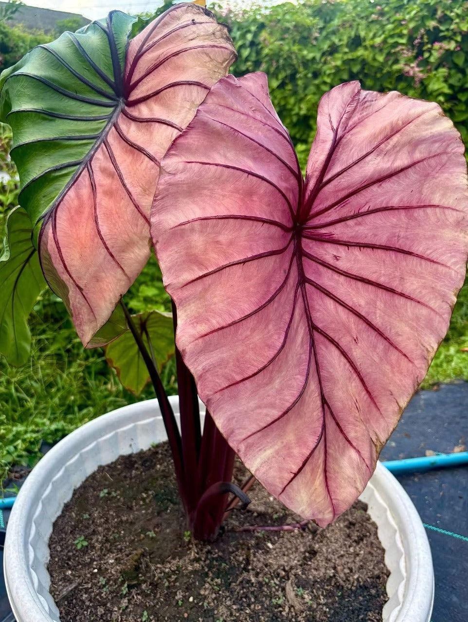 Colocasia ‘Pharaoh’s Mask Fuchsia’ foliage detail