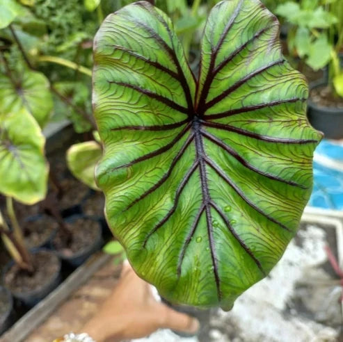 Close-up of Colocasia Pharaoh’s Mask leaf showing bold dark veins across bright green foliage