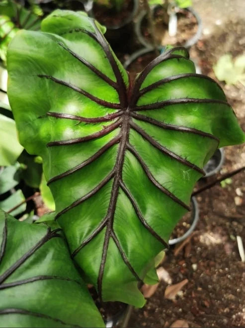 Colocasia Pharaoh’s Mask leaf with pronounced dark veining and deeply sculpted texture