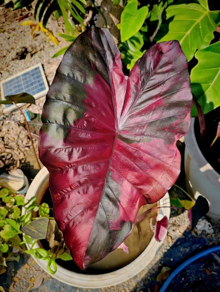 Close-up of a Colocasia ‘Suksathid #2’ leaf