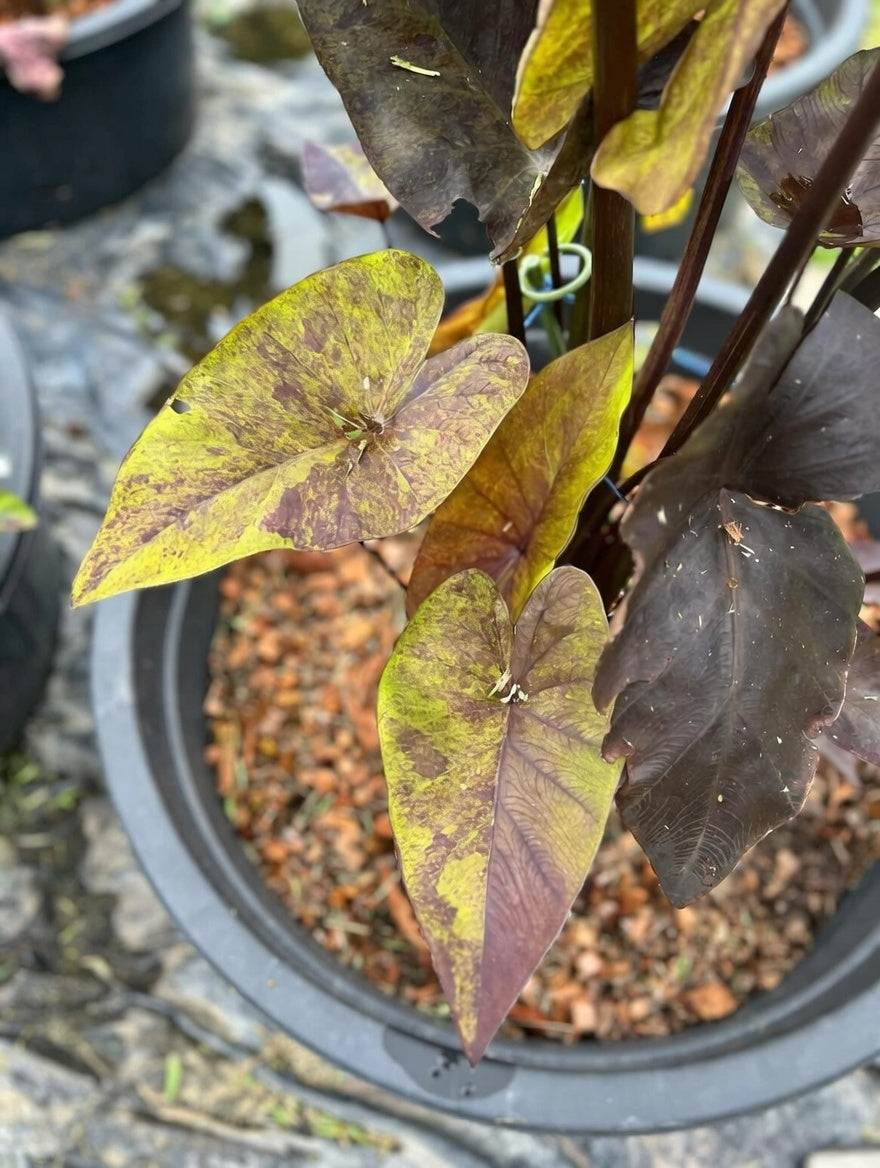 Colocasia ‘Tiger Cup’ foliage detail
