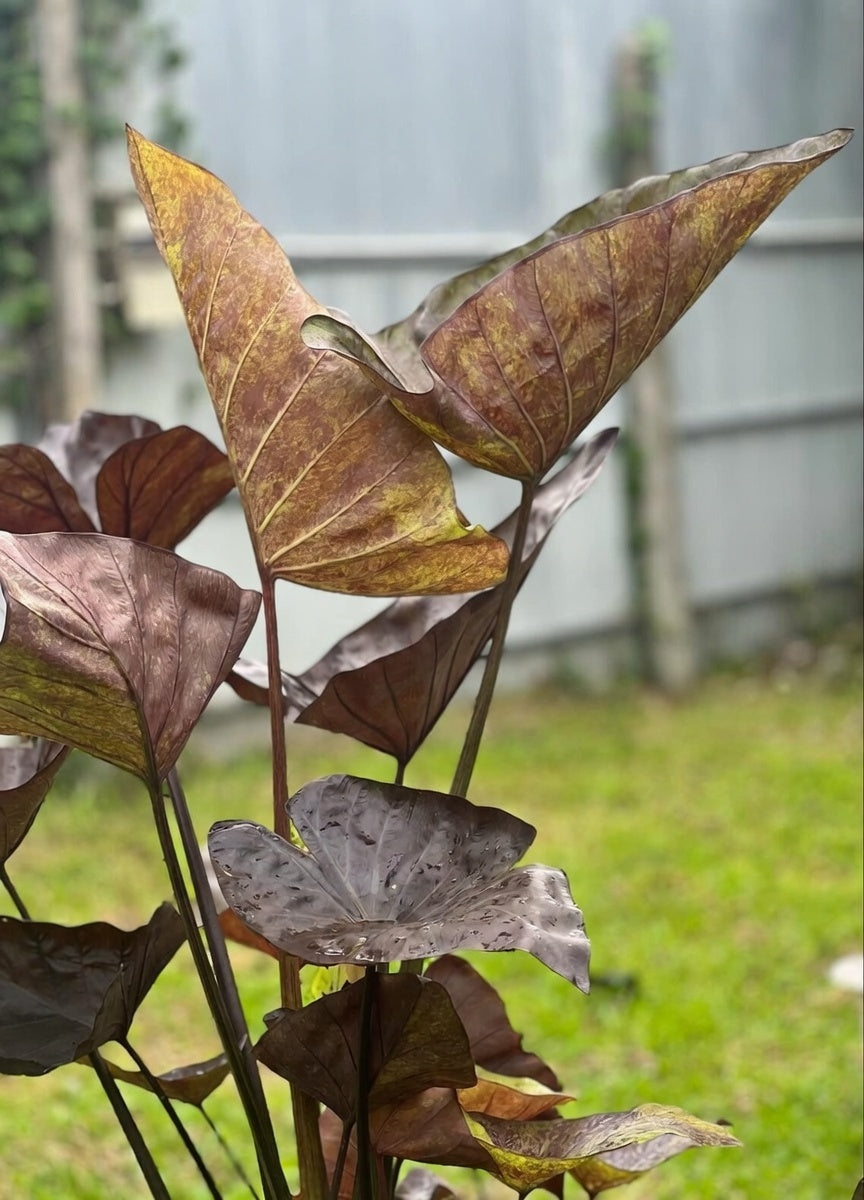 Close-up of a Colocasia ‘Tiger Cup’ leaf