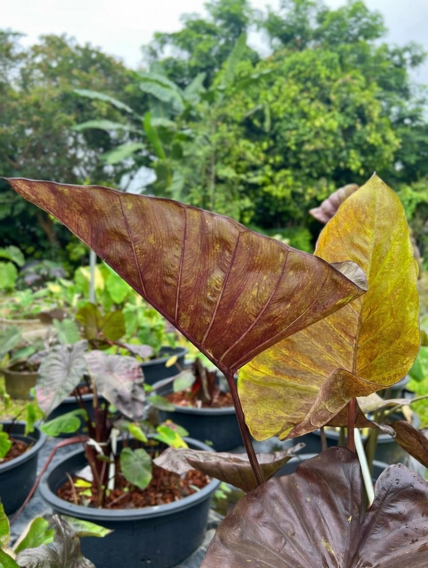 Mature Colocasia ‘Tiger Cup’ showing upright cupped foliage