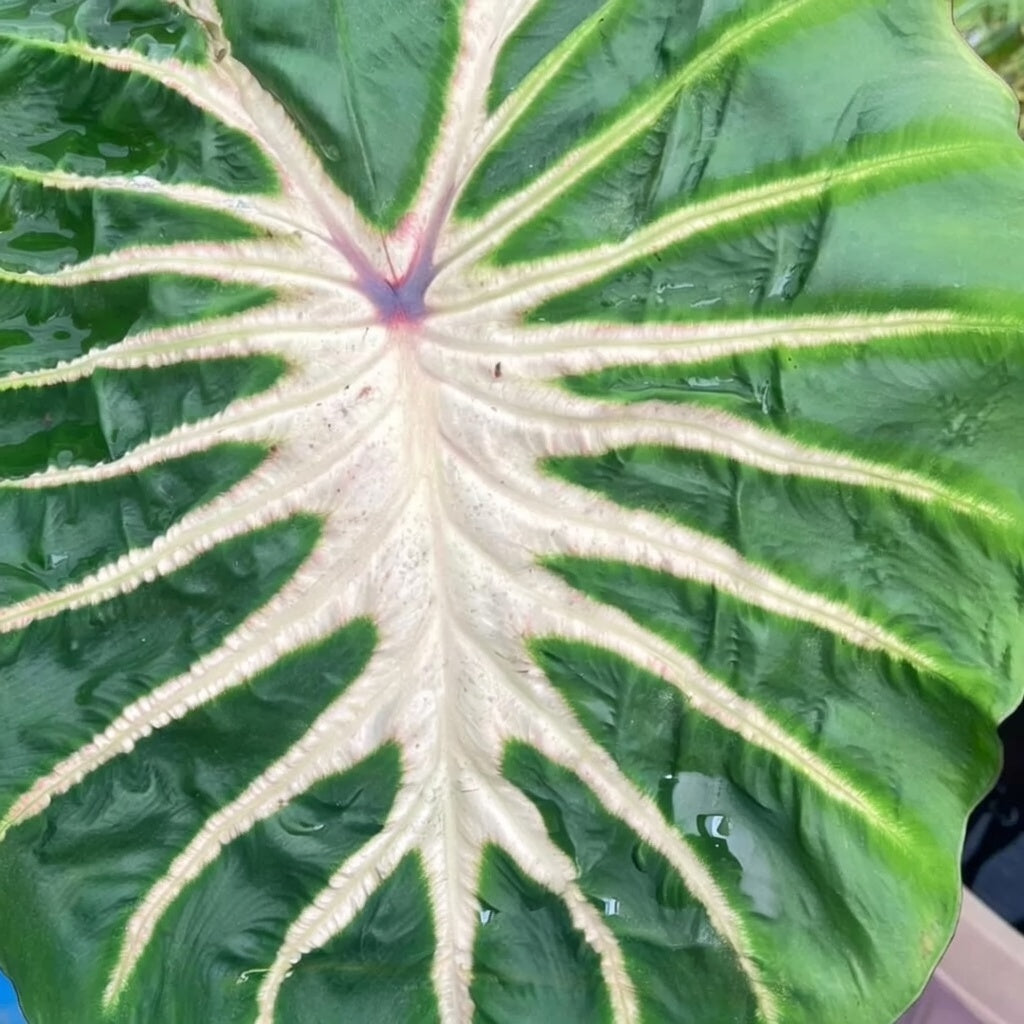 Colocasia ‘White Lava’ foliage detail