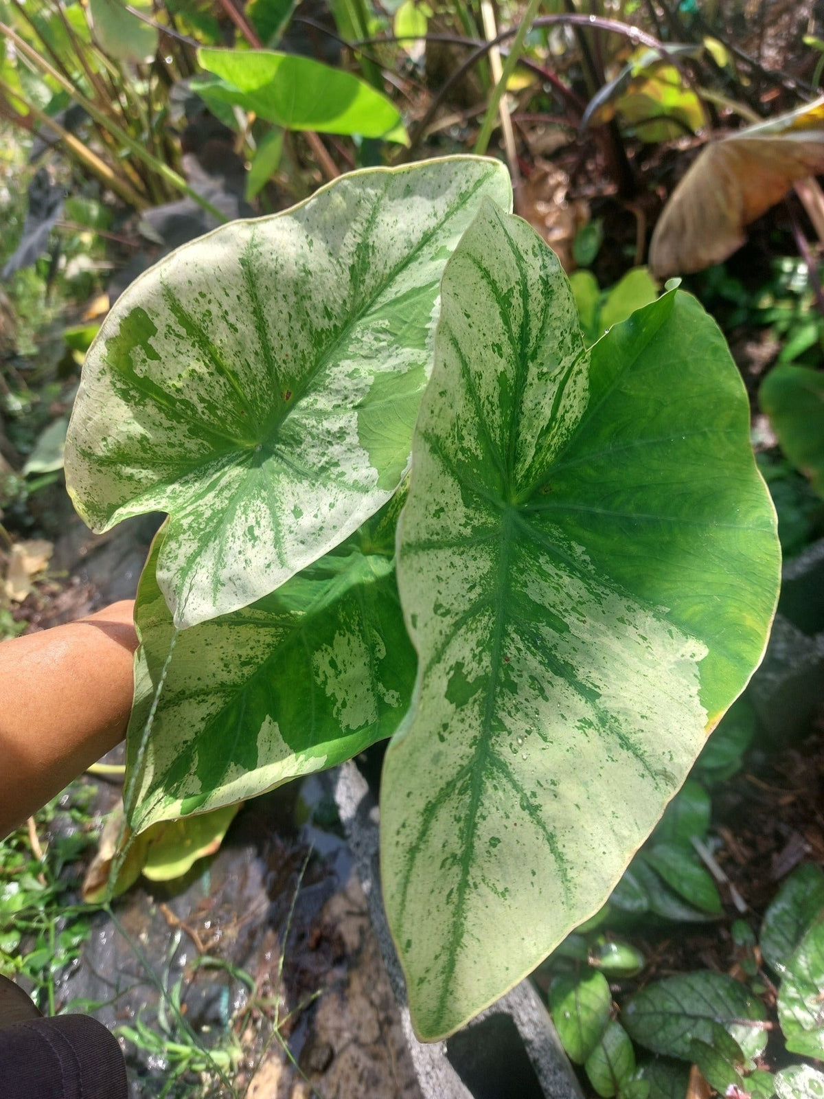 Close-up of Colocasia ‘White Wizard’ variegated foliage