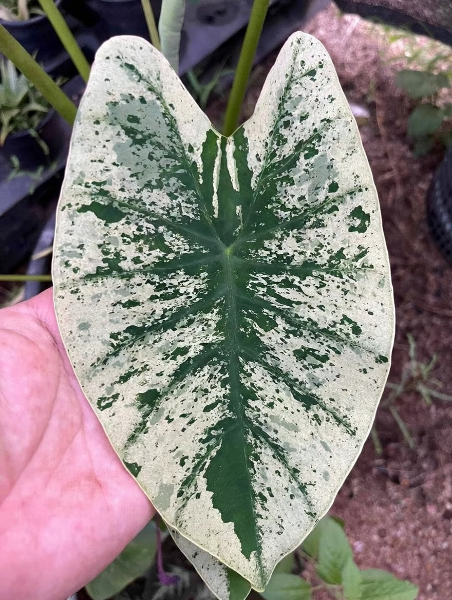 Mature Colocasia ‘White Wizard’ leaf with white variegation