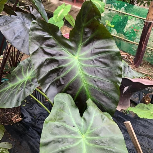 Colocasia Aloha dark foliage with contrasting green veins