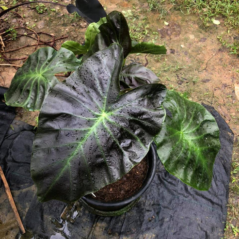 Potted Colocasia Aloha with dark glossy leaves and bright green veining