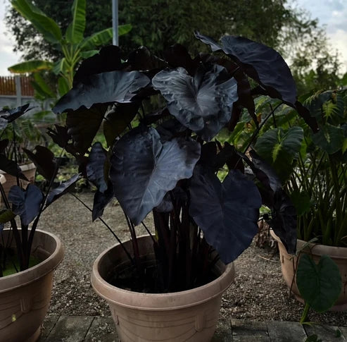 Potted Colocasia Black Coral with large near-black leaves and dark stems