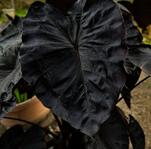 Close-up of Colocasia Black Coral leaf with deep charcoal foliage