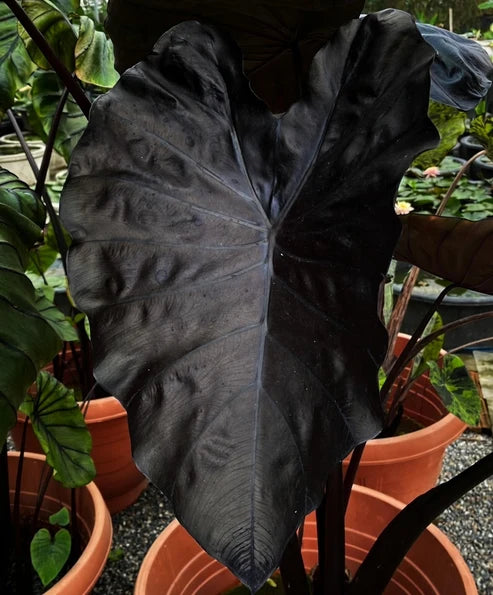 Colocasia ‘Black Coral’ – Dark Elephant Ear Plant