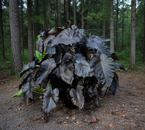 Large mature clump of Colocasia Black Coral with dramatic dark foliage