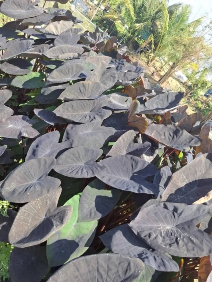 Colocasia ‘Black Magic’ foliage detail