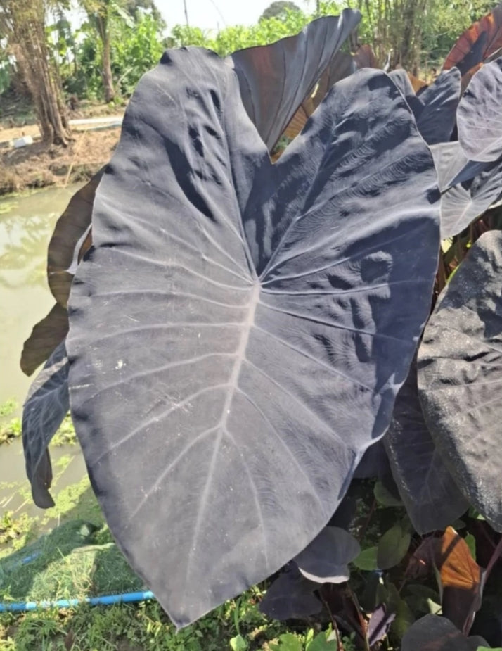 Close-up of a dark Colocasia ‘Black Magic’ leaf