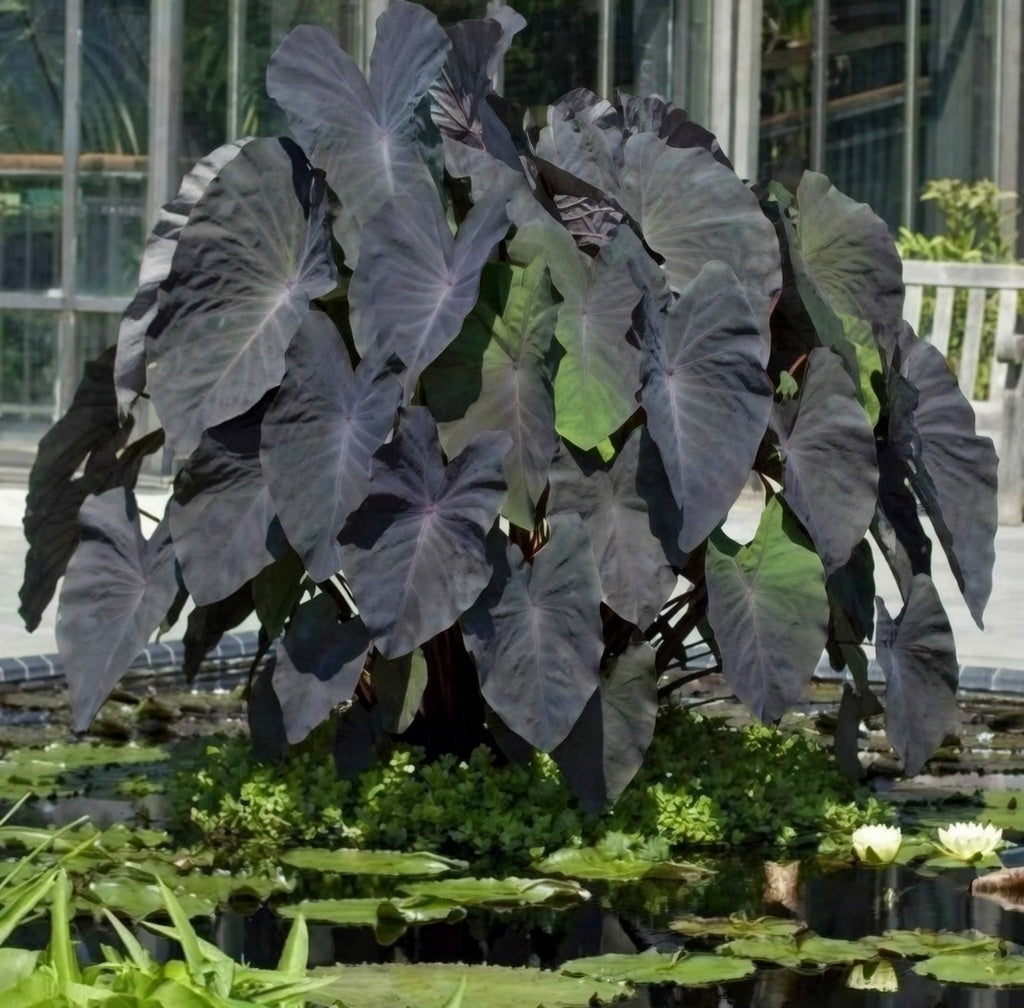 Mature Colocasia ‘Black Magic’ with dark purple-black foliage