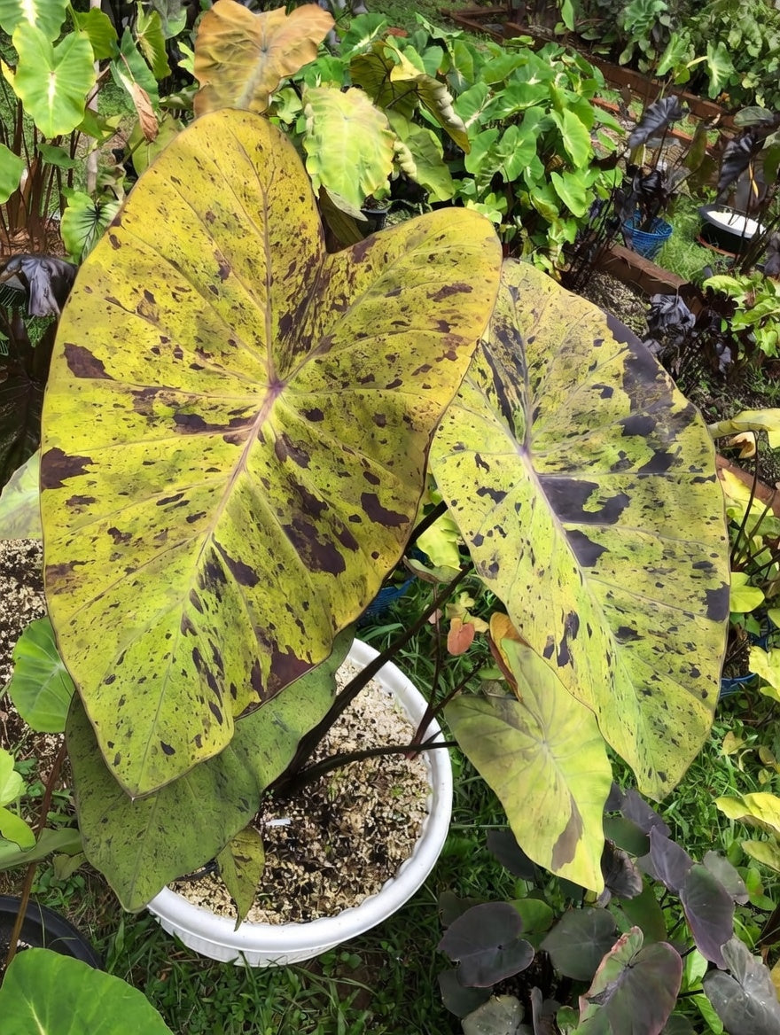 Colocasia ‘Black Nape’