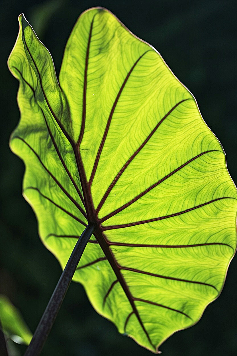 Colocasia ‘Blue Hawaii’ foliage detail