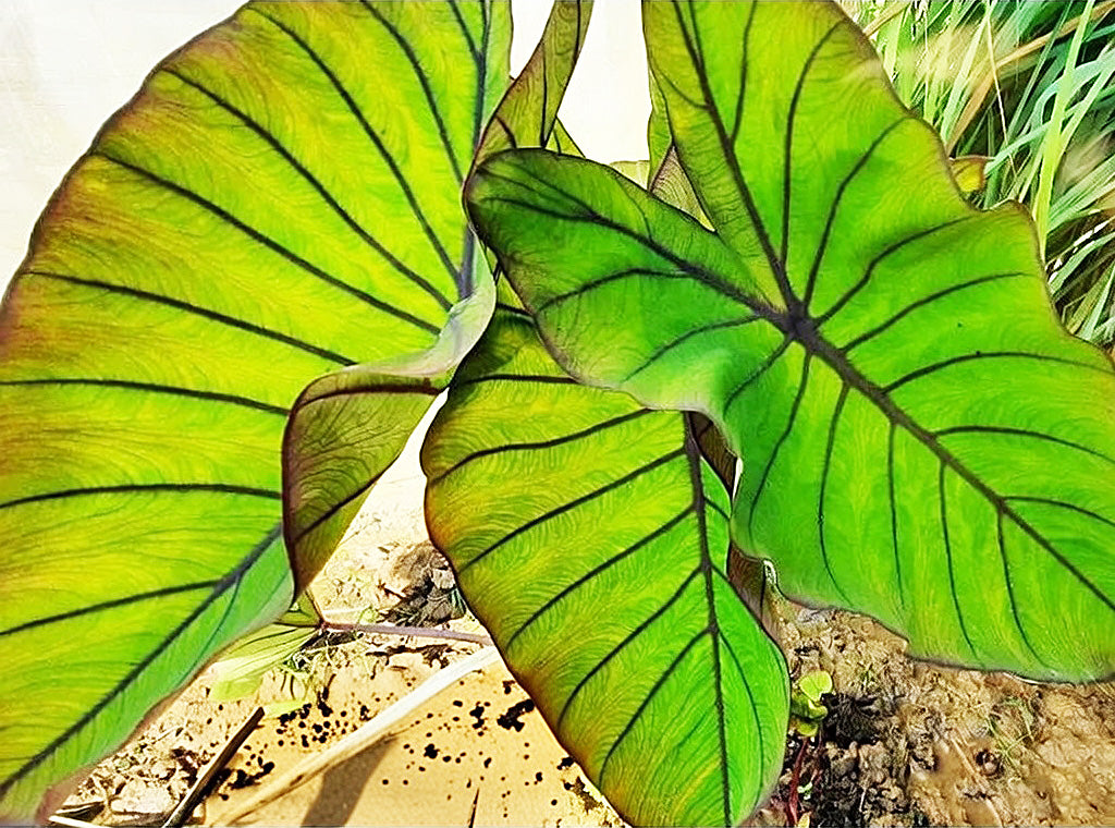 Mature Colocasia ‘Blue Hawaii’ showing its characteristic foliage