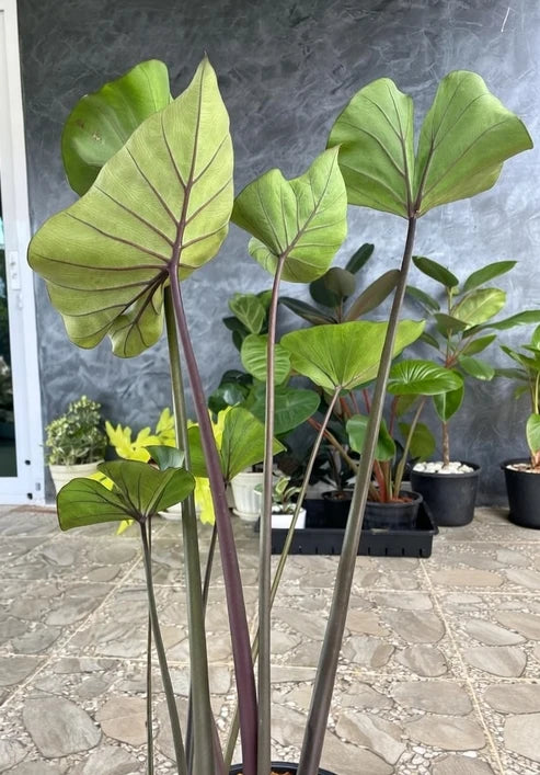 Colocasia Coffee Cups growing in a clump with upright stems and cup-shaped leaves