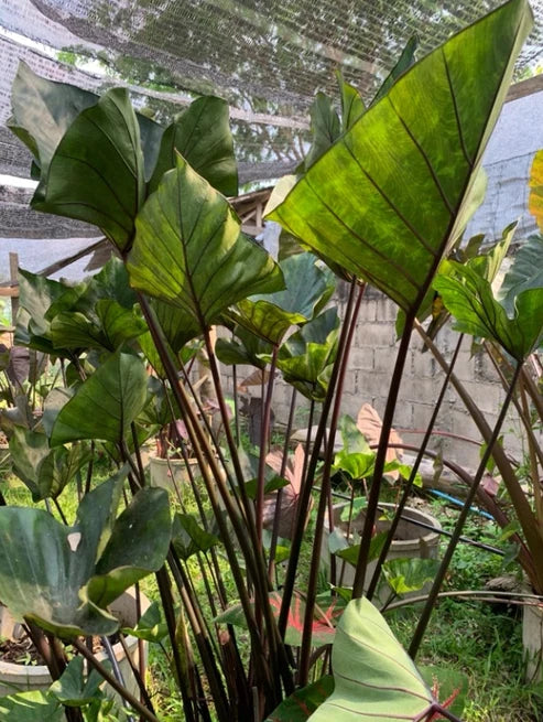 Tall Colocasia Coffee Cups plant with upright stems and upward-facing green leaves