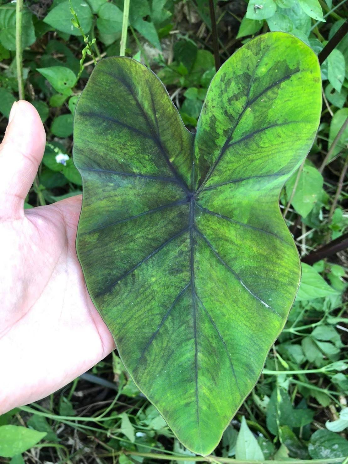 Close-up of a Colocasia ‘Emerald Mist’ leaf
