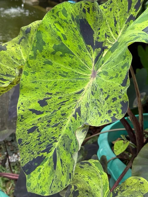 Close-up of Colocasia Mojito leaf showing vivid green foliage splashed with dark purple markings