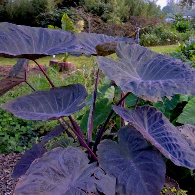 Mature Colocasia ‘Noble Gigante’ with very large smoky purple leaves and dark stems