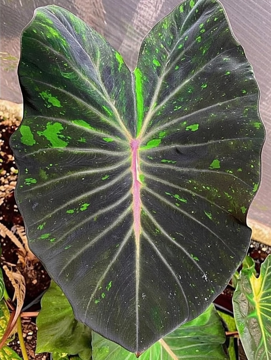 Close-up of Colocasia ‘Omega’ foliage