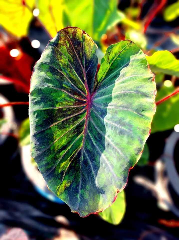 Mature Colocasia ‘Omega’ leaf showing variegated colour