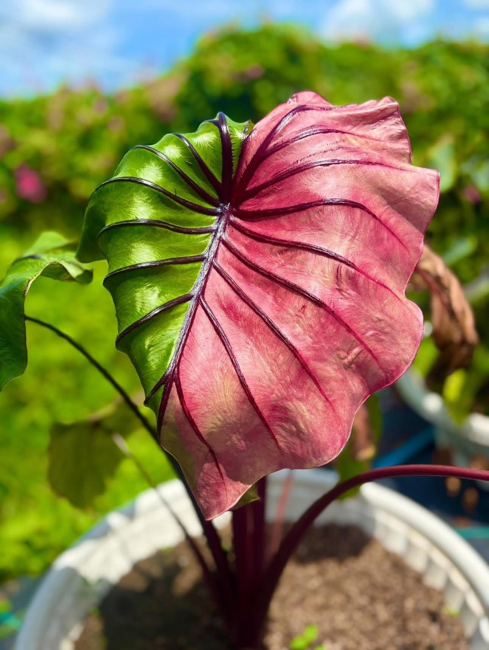 Colocasia ‘Pharaoh’s Mask Fuchsia’ leaf showing a fuchsia underside