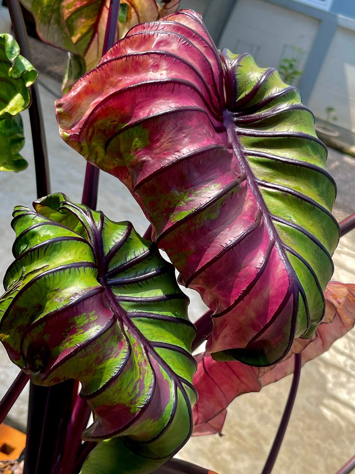 Mature Colocasia ‘Pharaoh’s Mask Fuchsia’ plant