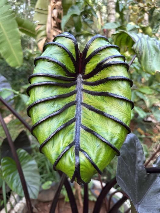 Close-up of Colocasia ‘Pharaoh’s Mask’ showing raised black veins on a sculpted green leaf