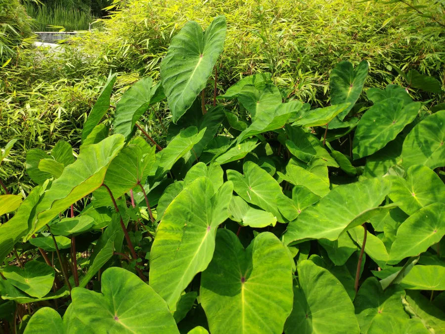 Established clump of Colocasia ‘Pink China’ with green foliage and pink stems
