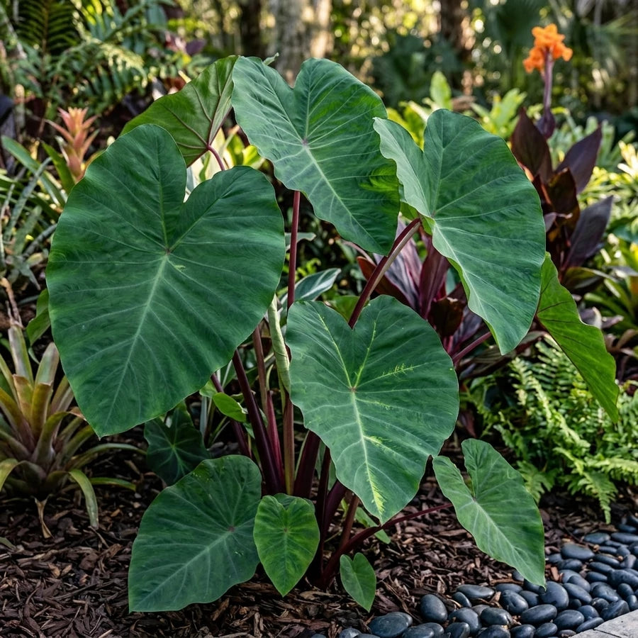 Colocasia ‘Pink China’